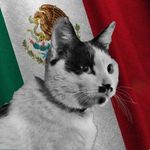 @feline_guardians_mexico